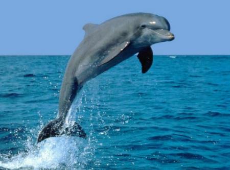 Dauphin